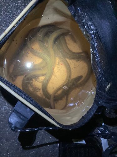 ウナギの釣果