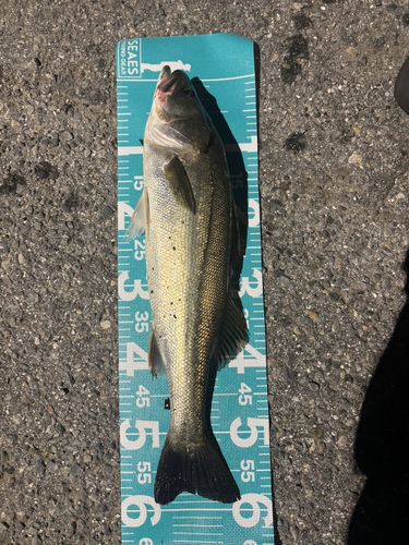 シーバスの釣果