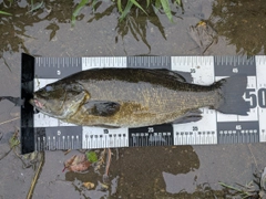 スモールマウスバスの釣果