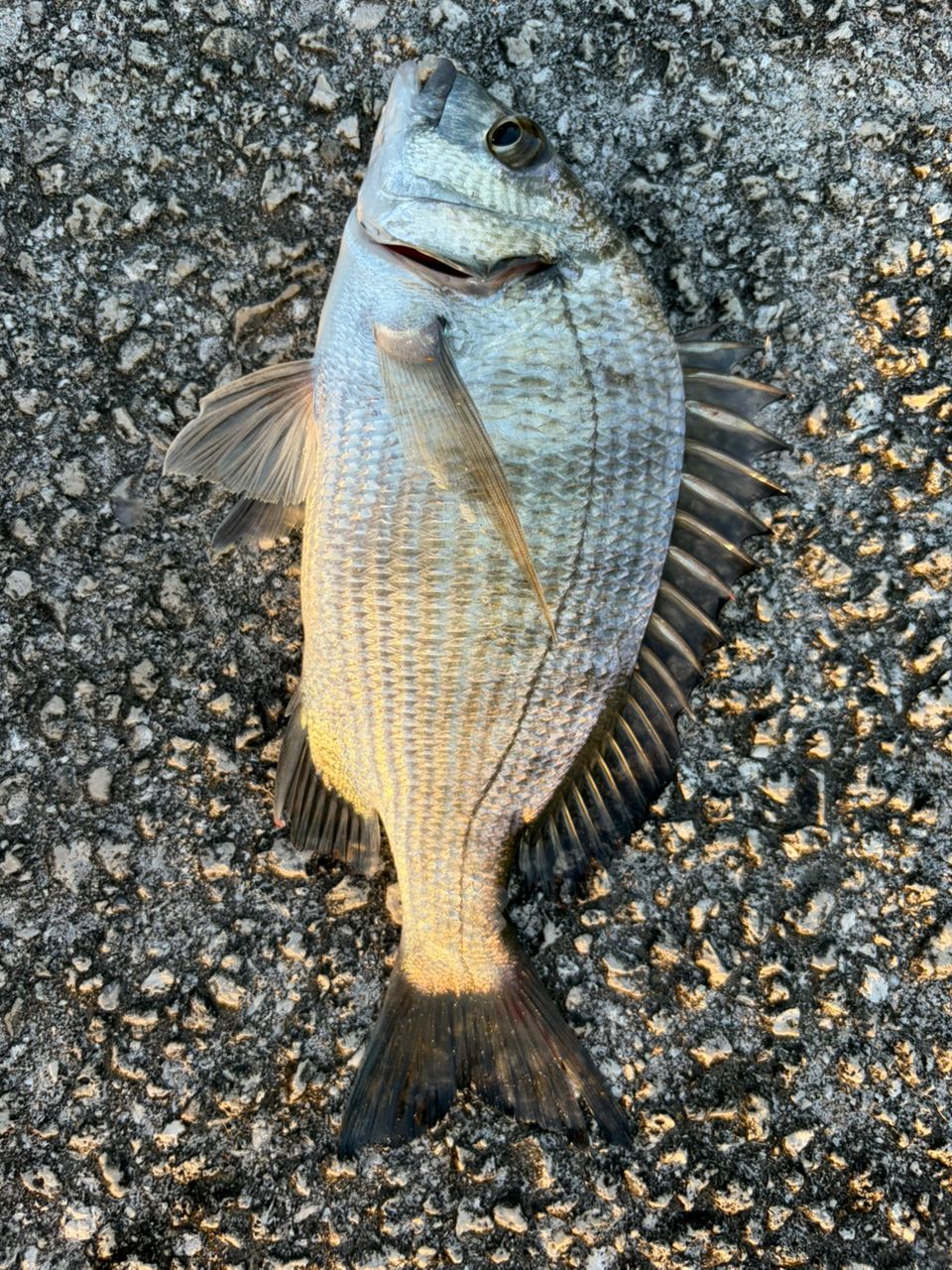 ミナミクロダイの釣果写真
