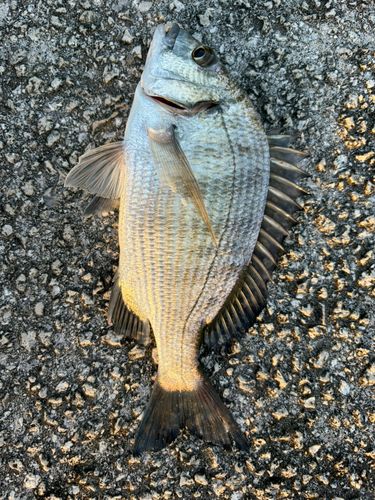 ミナミクロダイの釣果