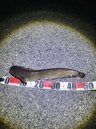 ナマズの釣果