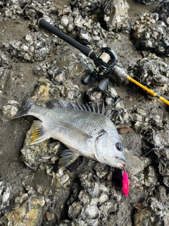 キビレの釣果