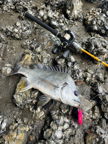 キビレの釣果