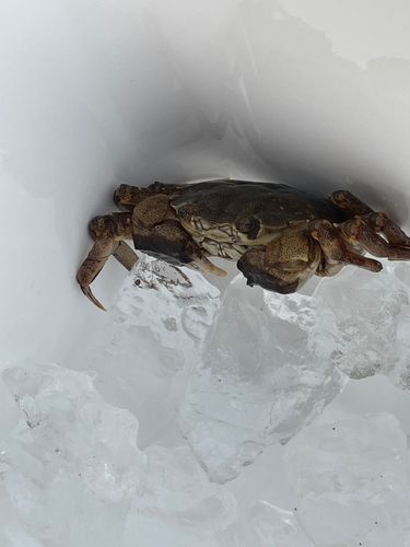 ヒラツメガニの釣果