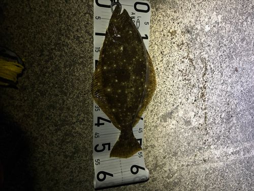 ヒラメの釣果