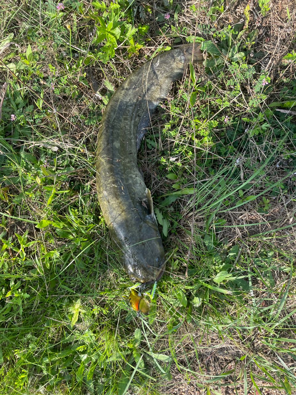 マナマズの釣果写真