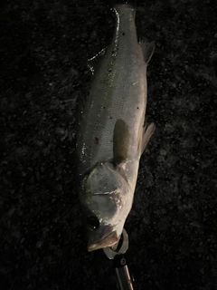 フッコ（マルスズキ）の釣果