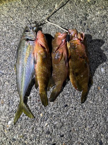 キジハタの釣果