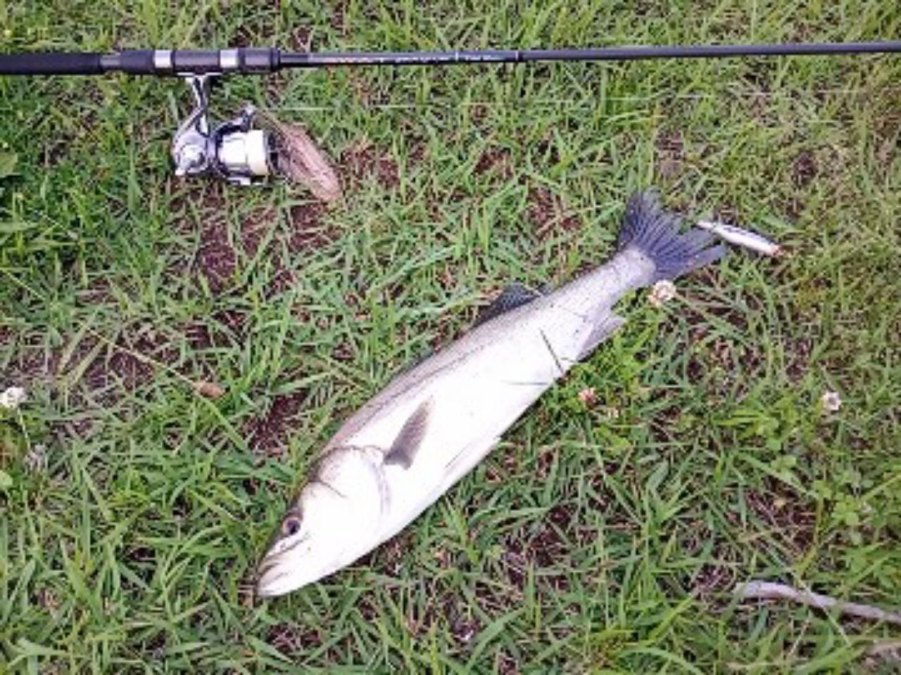 DAIWA 22イグジスト PC LT3000-XHの最安値・インプレ・釣果 | 本音の