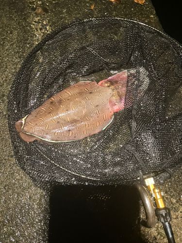 コウイカの釣果