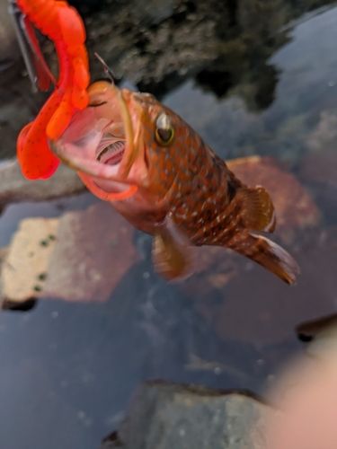 キジハタの釣果