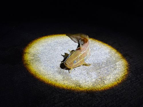 ゴンズイの釣果