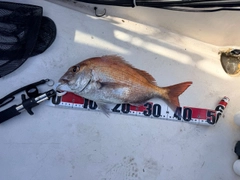 マダイの釣果