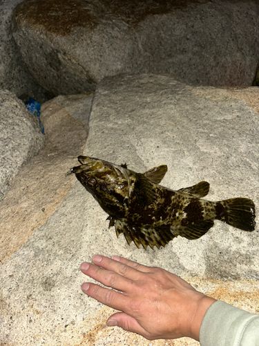 タケノコメバルの釣果