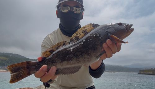 アイナメの釣果