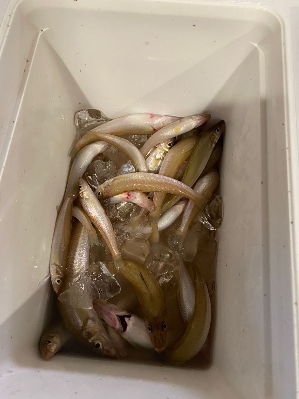 キスの釣果写真
