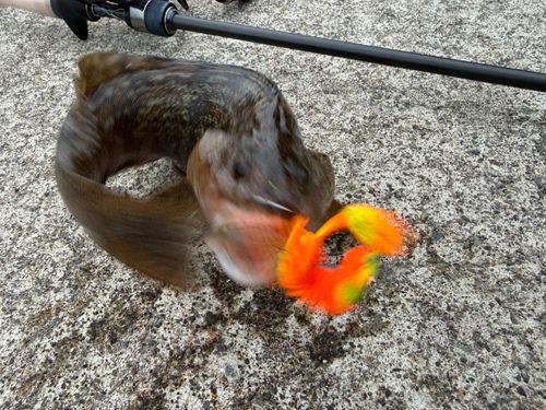 アイナメの釣果
