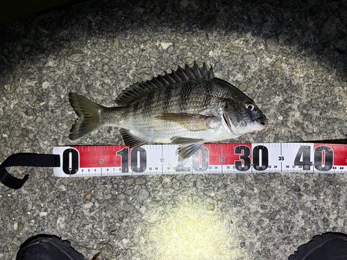 チヌの釣果