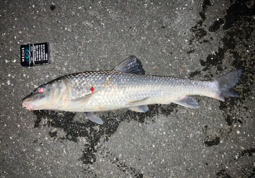 ニゴイの釣果