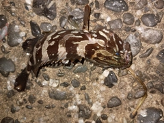 クエの釣果