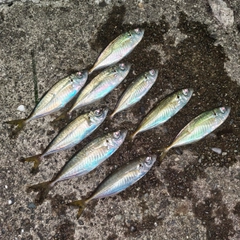 アジの釣果