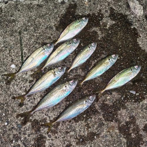 アジの釣果