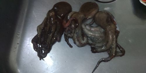 タコの釣果