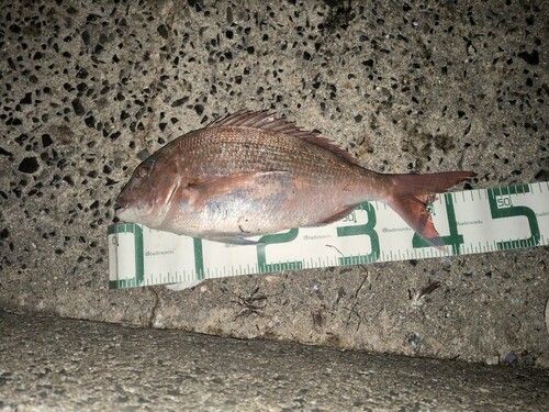 マダイの釣果