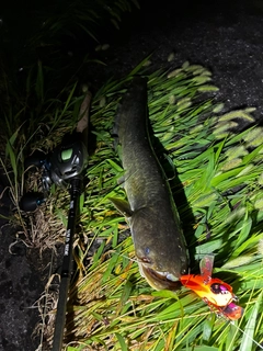 ナマズの釣果
