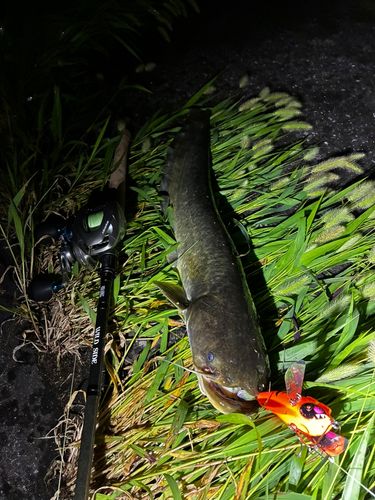 ナマズの釣果