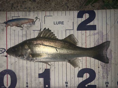 シーバスの釣果