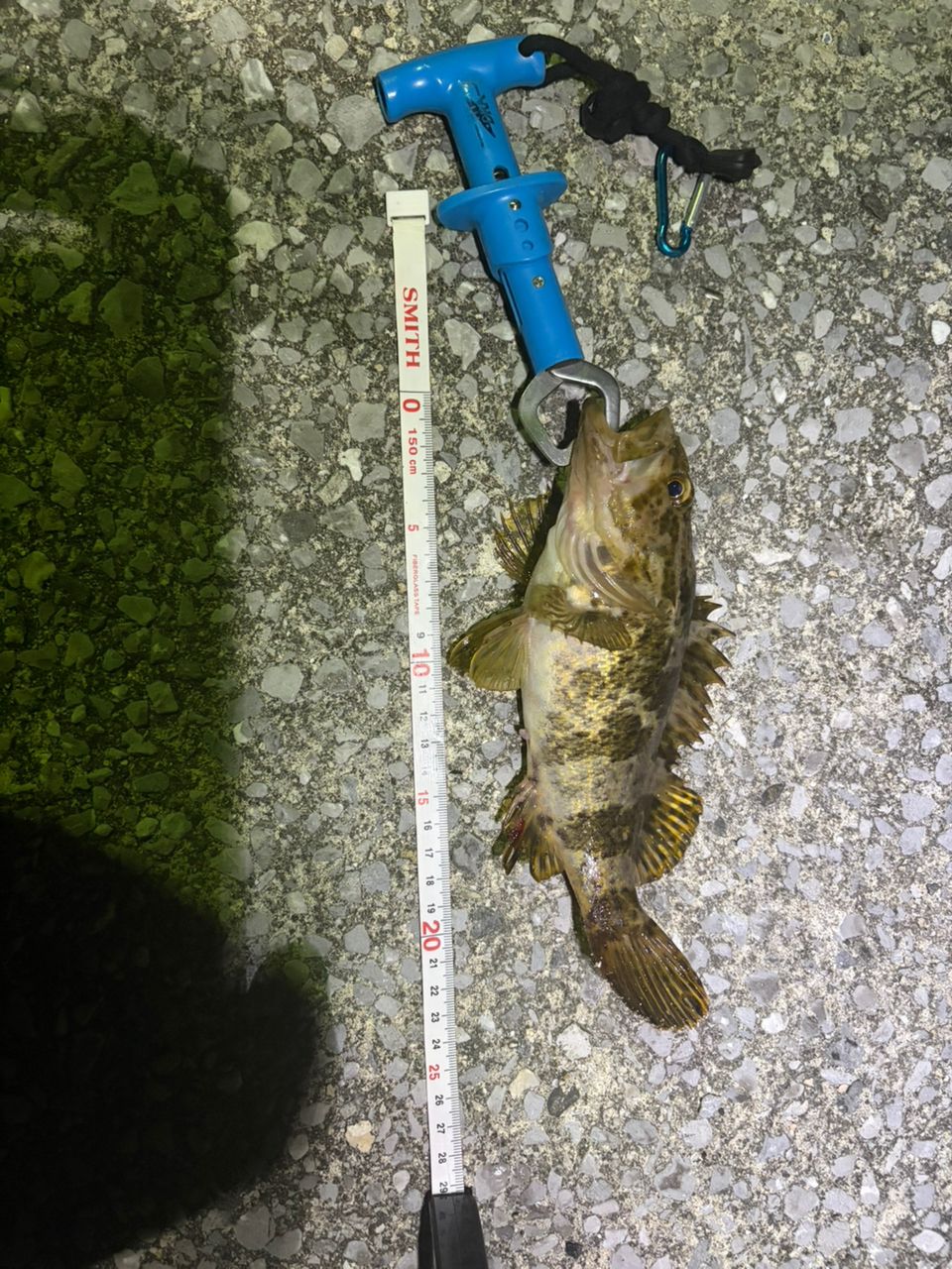 SHIMANO 17セフィア CI4+ C3000SHGの最安値・インプレ・釣果 | 本音の