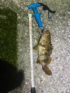 タケノコメバルの釣果