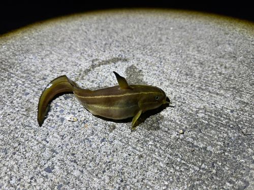 ゴンズイの釣果