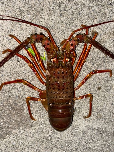 イセエビの釣果