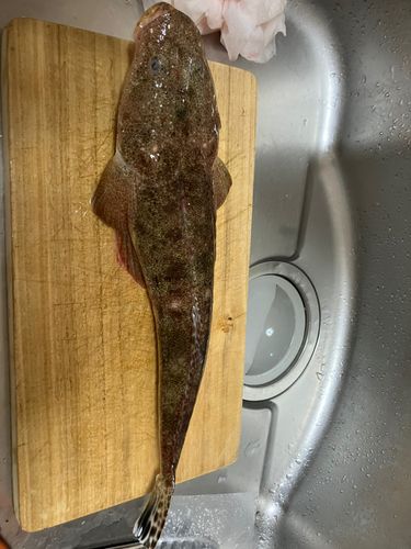 マゴチの釣果