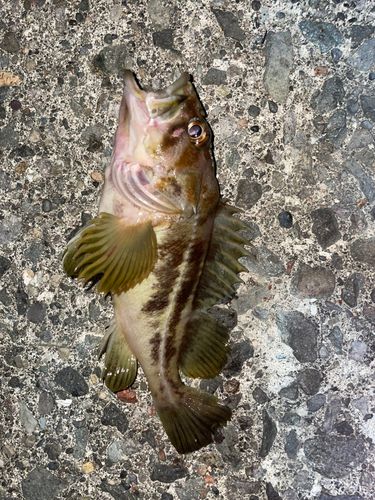シマソイの釣果