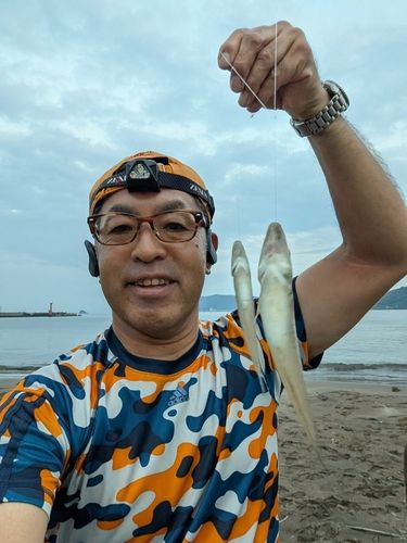 キスの釣果