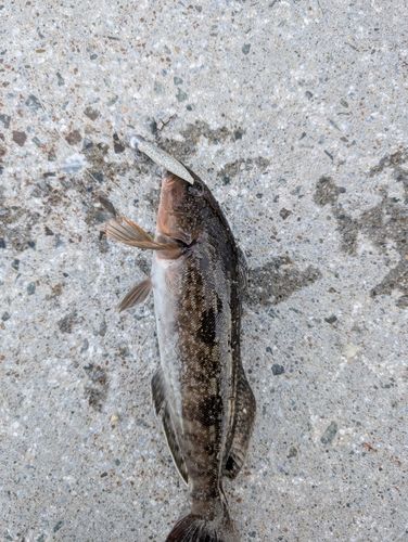 アイナメの釣果
