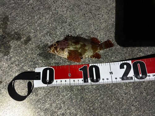 ヨロイメバルの釣果