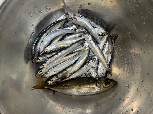 カタクチイワシの釣果