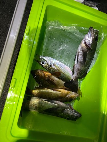 メバルの釣果