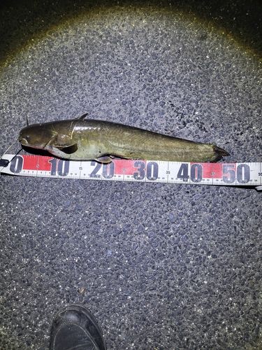 ナマズの釣果