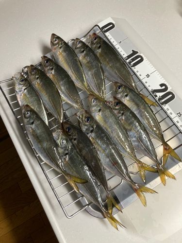 アジの釣果
