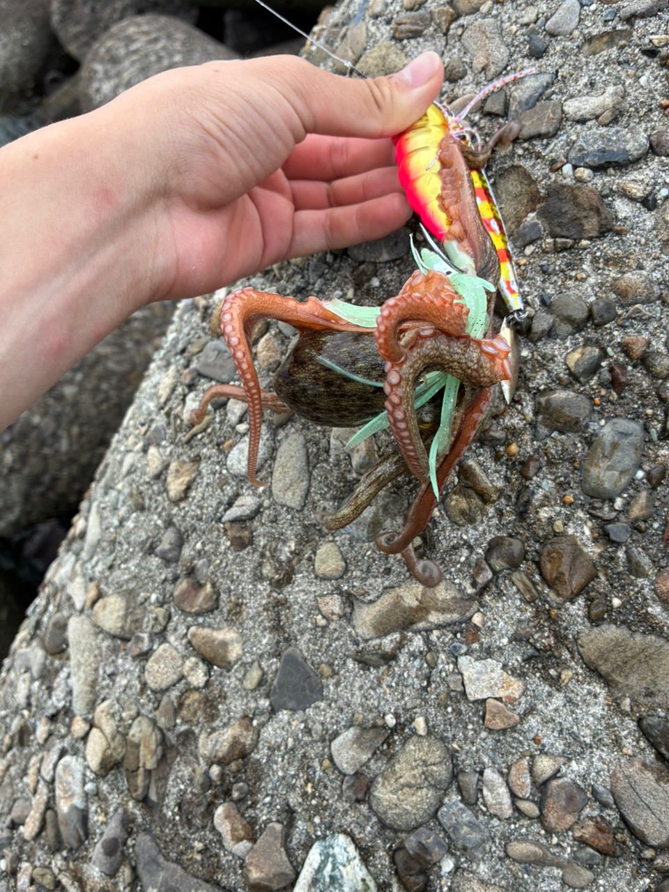 タコの釣果写真