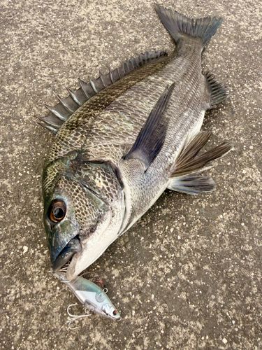クロダイの釣果