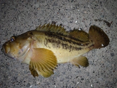シマソイの釣果