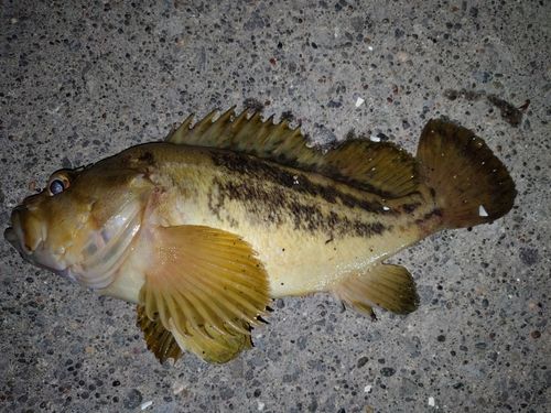 シマソイの釣果