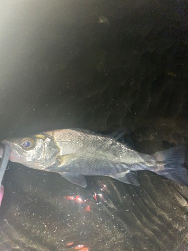 セイゴ（ヒラスズキ）の釣果